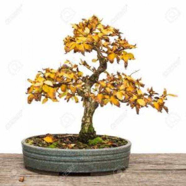 Bodur Sarı Alıç Bonzai Ağacı Tohumu 3 Tohum Bonsai Ağacı Tohumu - Resim 2
