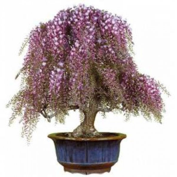 Kıbrıs Akasya Bonzai Ağacı Tohumu +Süpriz Hediye Bonsai Tohumu ürün görseli
