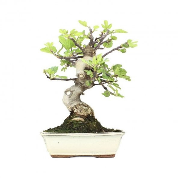 Siyah İncir Ağacı Bonzai Tohumu 5 Tohum Bonsai Ağacı Tohumu