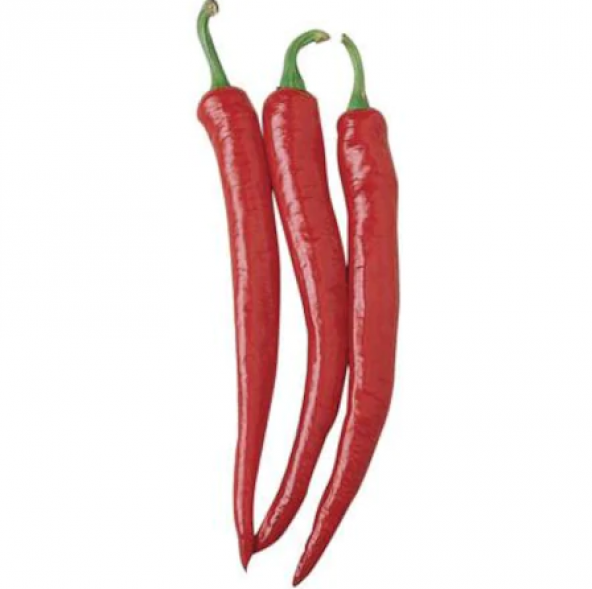 Kırmızı Acı Sivri Biber Tohumu 10 Tohum + Süpriz Hediye Tohum