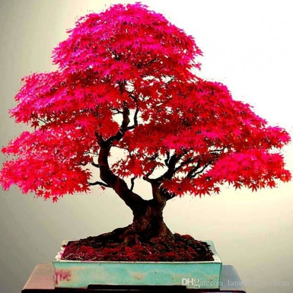 Bodur Red Maple Bonzai Ağacı Tohumu 5 Tohum + Süpriz Bonsai Tohum - 2