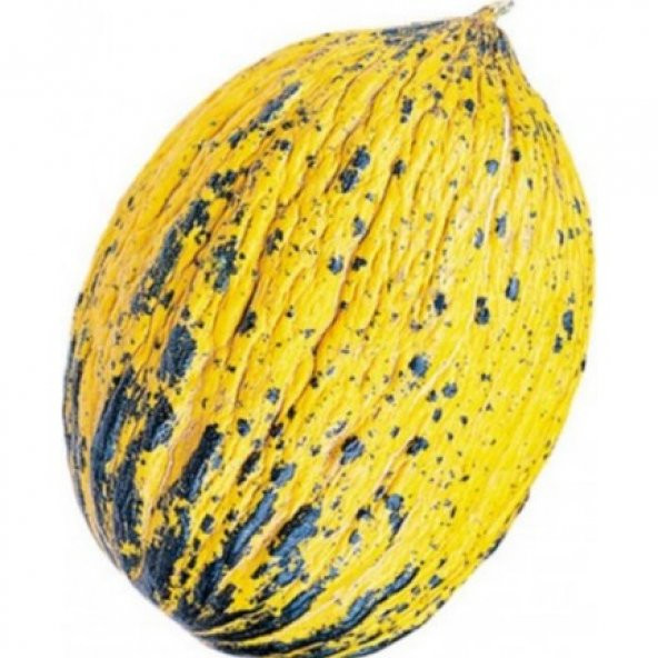 Kırkağaç Kavunu Tohumu 15 Tohum Kavun Tohumu +Süpriz Hediye Tohum