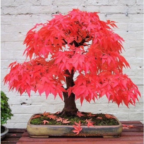 Bodur Red Maple Bonzai Ağacı Tohumu 5 Tohum + Süpriz Bonsai Tohum - 3