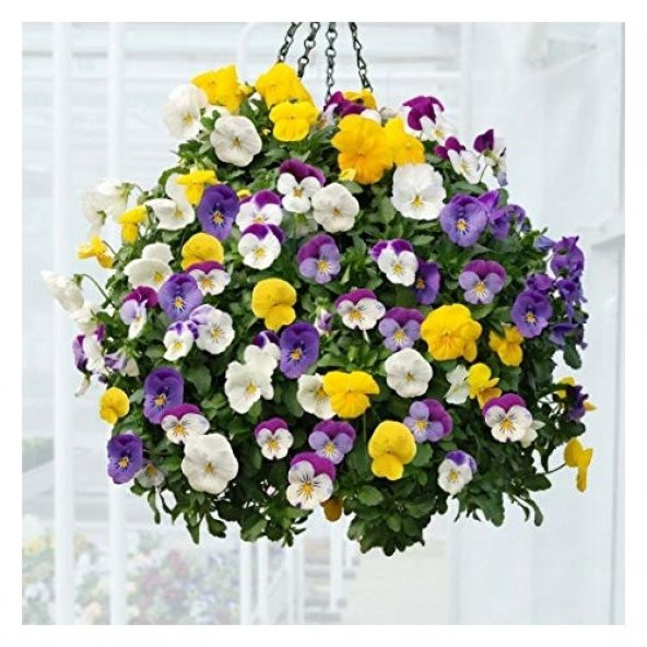 Hercai Menekşe Çiçeği Tohumu 10 Tohum + Süpriz Hediye Tohum - 3