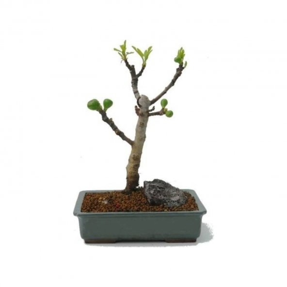 Siyah İncir Ağacı Bonzai Ağacı Tohumu Ekim Seti 5 Tohum +Saksı+To - Resim 2