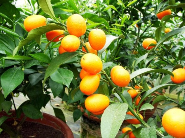 Bodur Kamkat Ağacı Tohumu 3 Tohum Kumkuat + Süpriz Bonzai Tohumu - 3