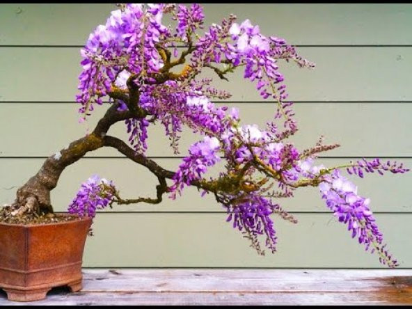 Kıbrıs Akasya Bonzai Ağacı Tohumu +Süpriz Hediye Bonsai Tohumu - Resim 3