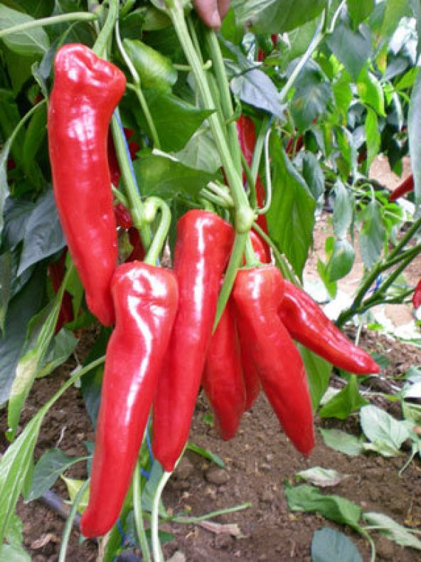 Acı Samandağ Biberi Tohumu 10 Tohum Biber Tohumu + Süpriz Hediye - Resim 2