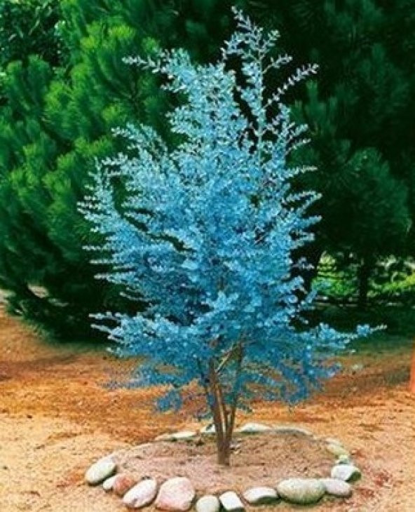 Alman Mavi Okaliptüs Ağacı Tohumu 5 Tohum + Süpriz Hediye Tohum