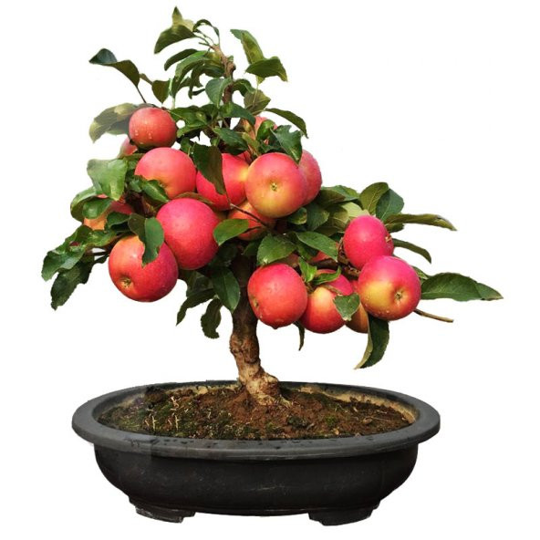 Bodur Elma Bonzai Ağacı Tohumu 3 Tohum +Süpriz Bonsai Tohumu