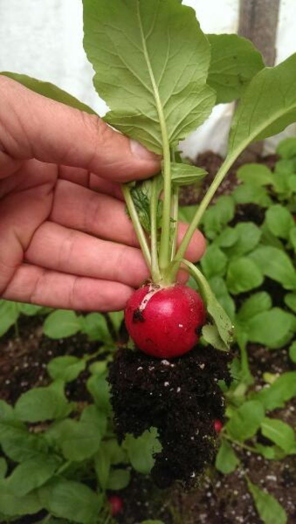 Fındık Turpu Tohumu 50 Tohum Turp Tohumu + Süpriz Hediye - 2