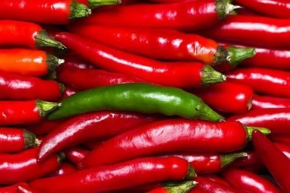 Acı Samandağ Biberi Tohumu 10 Tohum Biber Tohumu + Süpriz Hediye - Resim 3