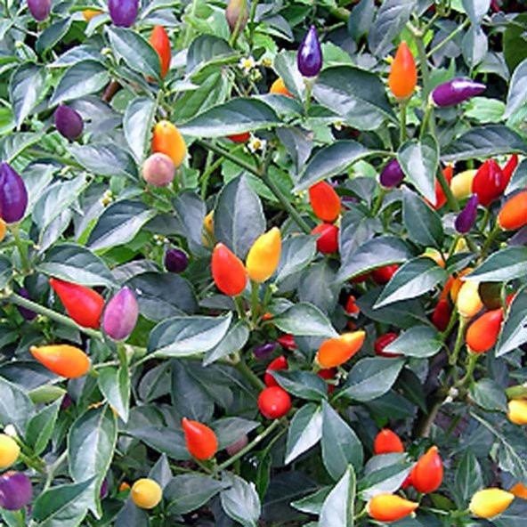 Yediveren Acı Süs Biberi Tohumu 20 Tohum Biber Tohumu + Süpriz - 3