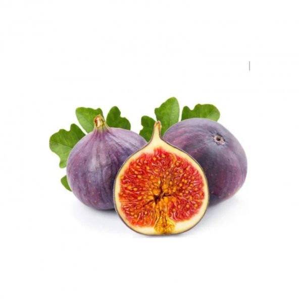 Siyah İncir Ağacı Bonzai Tohumu 5 Tohum Bonsai Ağacı Tohumu - 4