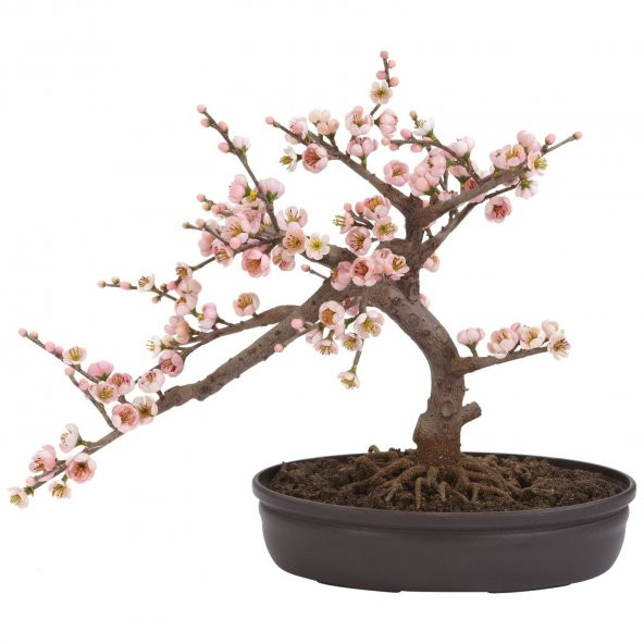 Bodur Ceherry Blossom Bonzai Ağacı Tohumu Ekim Seti 5 Tohum +Saks