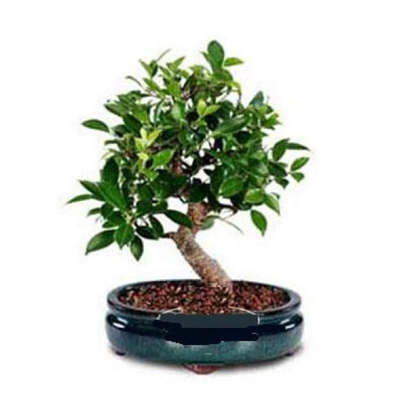 Bodur Defne Bonzai Ağacı Tohumu 3 Tohum +Süpriz Bonsai Tohumu