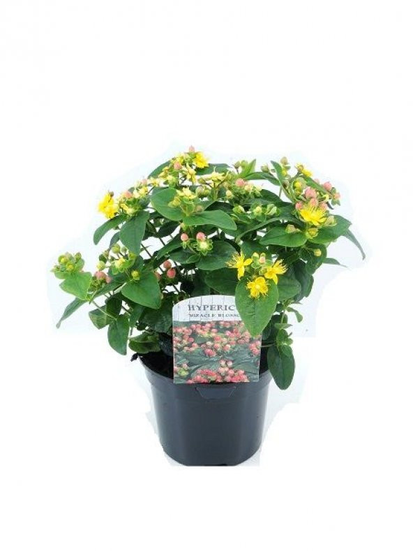 Sarı Kantoron Çiçeği Tohumu Ekim Seti Kantoron Tohumu Kantaron