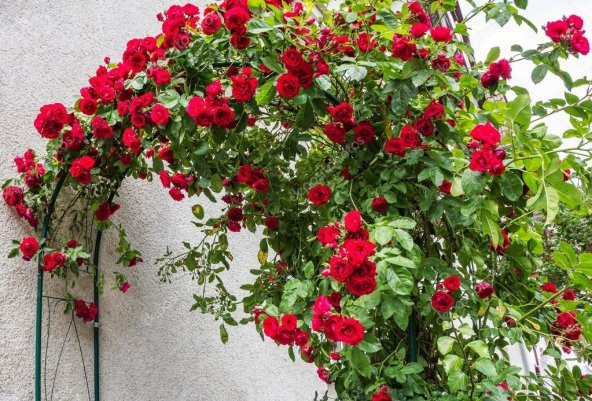 Kırmızı Sarmaşık Gül Tohumu 5 Tohum Sarmaşık Gülü Tohumu + Süpriz - 4
