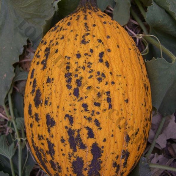 Kırkağaç Kavunu Tohumu 15 Tohum Kavun Tohumu +Süpriz Hediye Tohum - 4