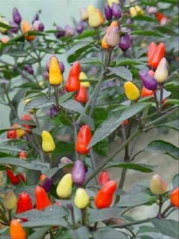 Yediveren Acı Süs Biberi Tohumu 20 Tohum Biber Tohumu + Süpriz - 4