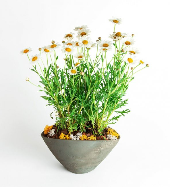 Yayılıcı Papatya Tohumu 25 Tohum + Süpriz Hediye Tohum - Resim 2