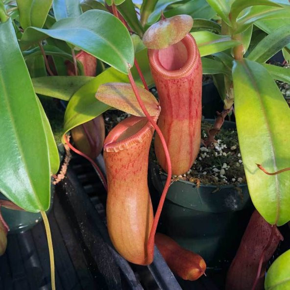 Venüs Fly Trap + Nephentes Etçil Bitki Tohumu Ekim Seti Etobur - 7