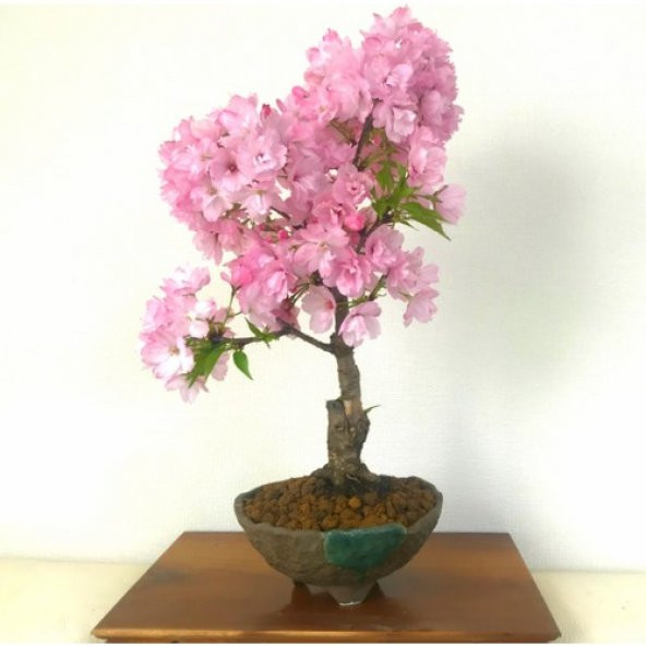 Bodur Cherry Blossom Bonzai Ağacı Tohumu 5 Tohum + Süpriz Hediye - 2