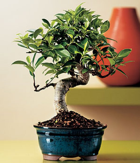 Bodur Defne Bonzai Ağacı Tohumu 3 Tohum +Süpriz Bonsai Tohumu - 2