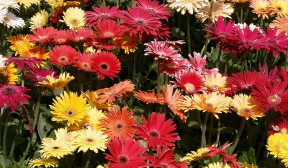 Karışık Gerbera Çiçeği Tohumu 5 Tohum Jerbera Çiçeği Çiçek Tohumu - 4