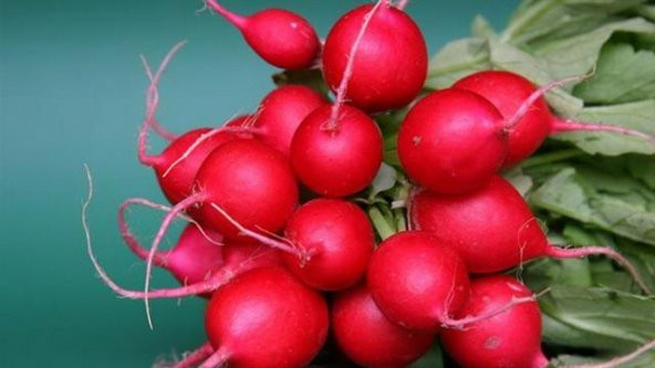 Fındık Turpu Tohumu 50 Tohum Turp Tohumu + Süpriz Hediye - 4