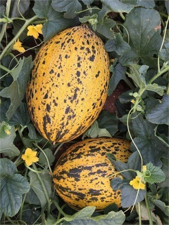 Kırkağaç Kavunu Tohumu 15 Tohum Kavun Tohumu +Süpriz Hediye Tohum - 5