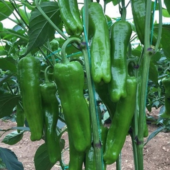 Mazamort Biber Tohumu Üç Burun Biber 20 Tohum Köy Biberi - 2