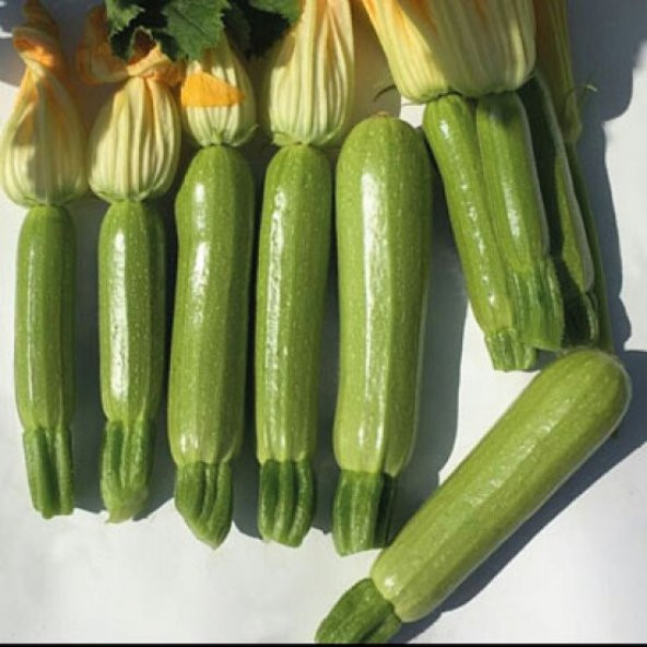 Sakız Kabak Tohumu 5 Tohum Köy Kabağı Tohumu + Süpriz Hediye Tohu - Resim 2