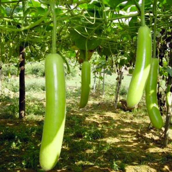 İthal Çin Kavunu Tohumu 2 Tohum + Süpriz Hediye Tohum - 2