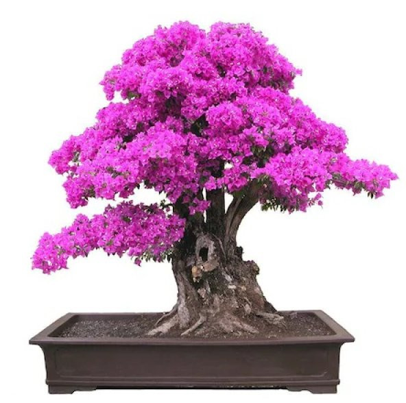 Pembe Mersin Bonzai Ağacı Tohumu 5 Tohum Bonsai Ağacı Tohumu