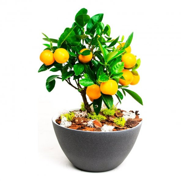 Bodur Portakal Bonzai Ağacı Tohumu 3 Tohum +Süpriz Bonsai Tohumu