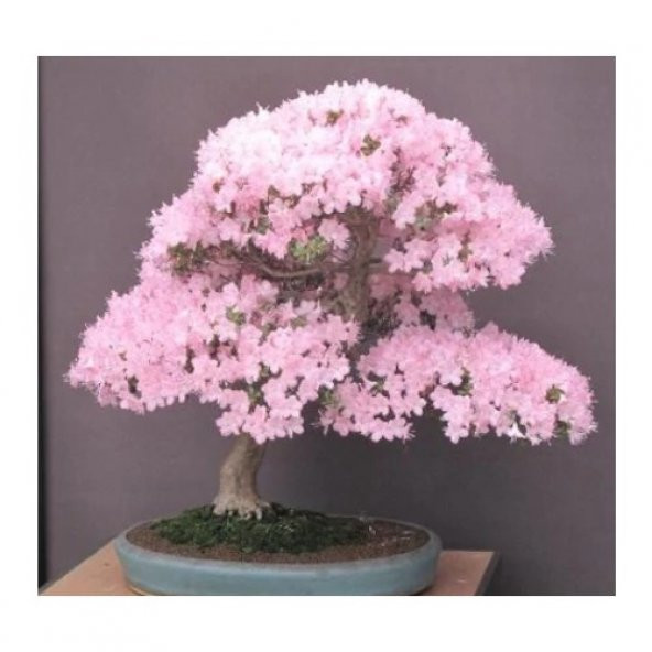 Bodur Ceherry Blossom Bonzai Ağacı Tohumu Ekim Seti 5 Tohum +Saks - Resim 3