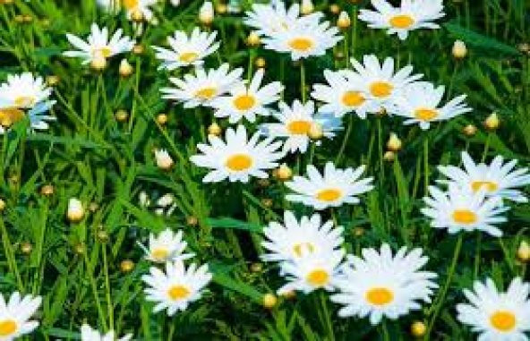 Yayılıcı Papatya Tohumu 25 Tohum + Süpriz Hediye Tohum - Resim 4