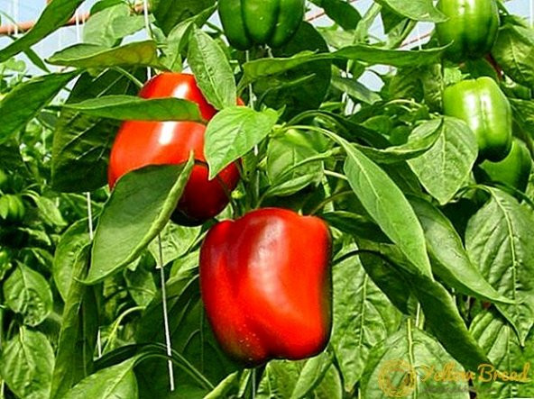 Nadir Acı Kırmızı Dolmalık Biber Tohumu 10 Tohum + Süpriz Hediye - 3