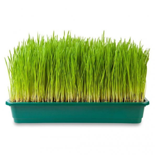 Buğday Çimi Tohumu 500 Tohum + Sürpiz Hediye Tohum