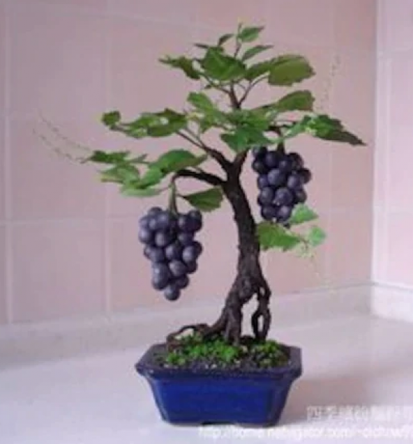 Siyah Üzüm Bonzai Ağacı Tohumu 5 Tohum Bonsai Ağacı Tohumu + Süpr - 3