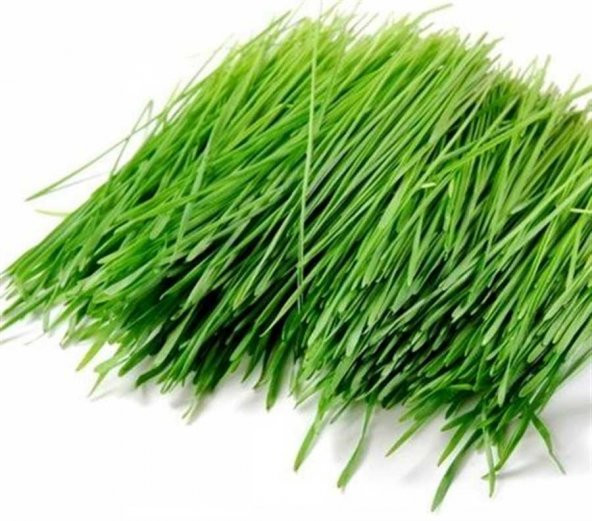 Buğday Çimi Tohumu Ekim Seti 500 Tohum +Saksı+Toprak+Hediye - 2