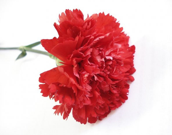 Karanfil Tohumu 5 Tohum Karanfil Çiçeği Tohumu + Süpriz Hediye - Resim 3