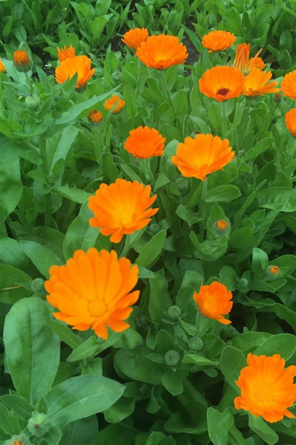 Nergis Çiçeği Tohumu 5 Tohum Nergiz Tohumu + Süpriz Hediye Tohum - Resim 2