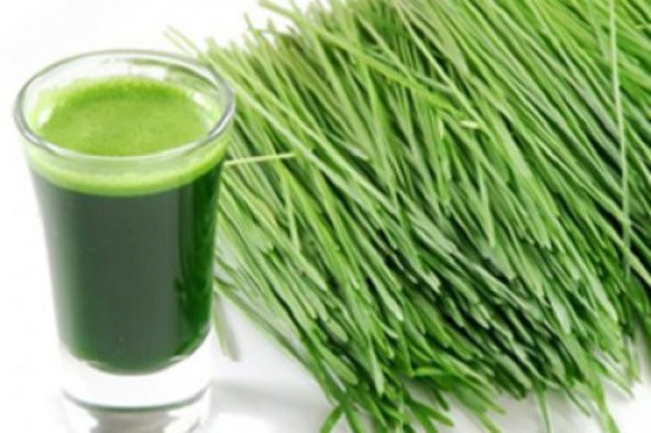 Buğday Çimi Tohumu Ekim Seti 500 Tohum +Saksı+Toprak+Hediye - 3