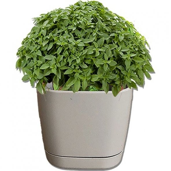 Mis Kokulu Yeşil Reyhan Tohumu 50 Tohum Fesleğen + Süpriz Hediye ürün görseli