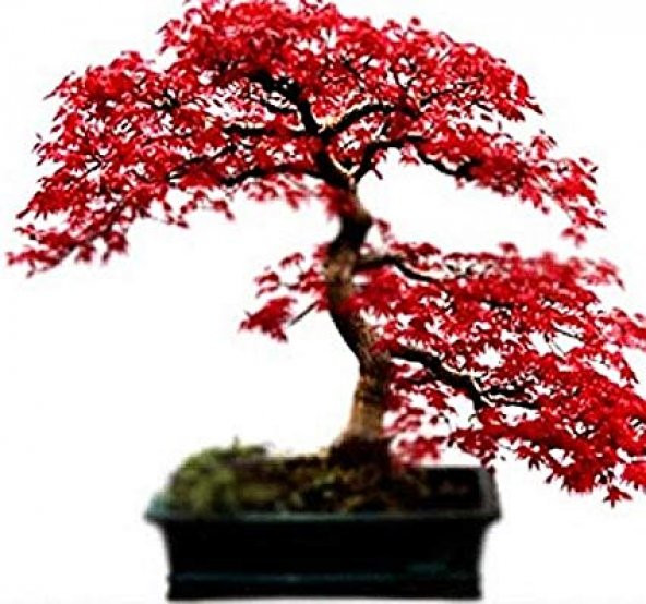 Bodur Acer Rubrum Bonzai Ağacı Tohumu Ekim Seti 5 Tohum +Saksı+To - 3