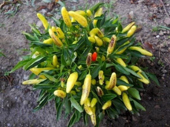 Acı Sarı Turşuluk Biber Tohumu 20 Tohum Süs Biberi +Süprz - 2