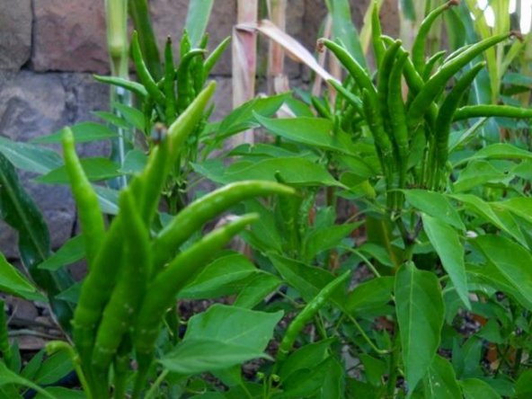 Beşparmak Acı Süs Biberi Tohumu 20 Tohum Biber Tohumu + Süpriz - 2