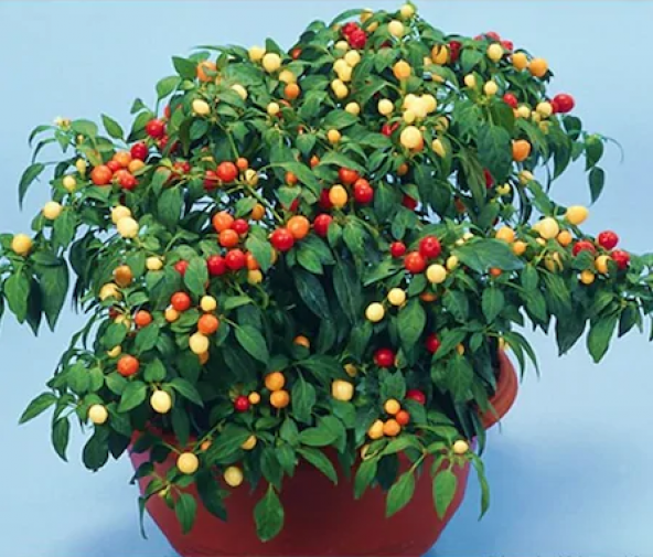 Acı Yakan Top Süs Biberi Tohumu 10 Tohum Biber Tohumu +Süpriz Hed - Resim 3